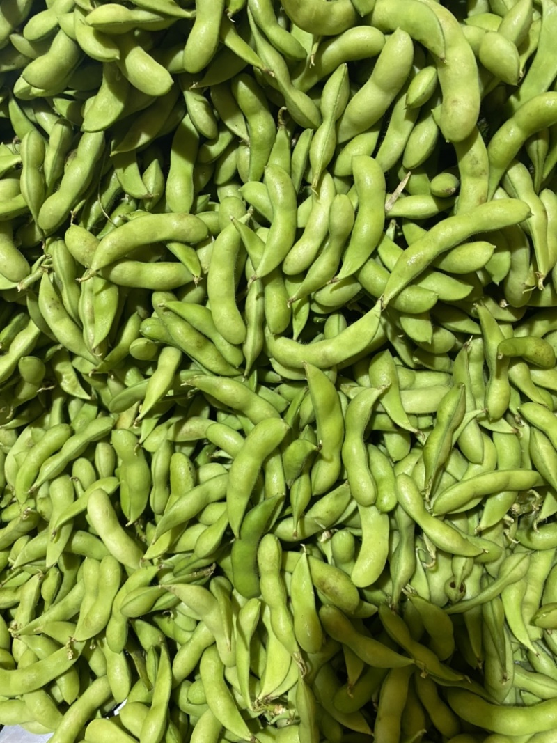福建翠绿宝、64、毛豆籽粒饱满虫害少货源充足