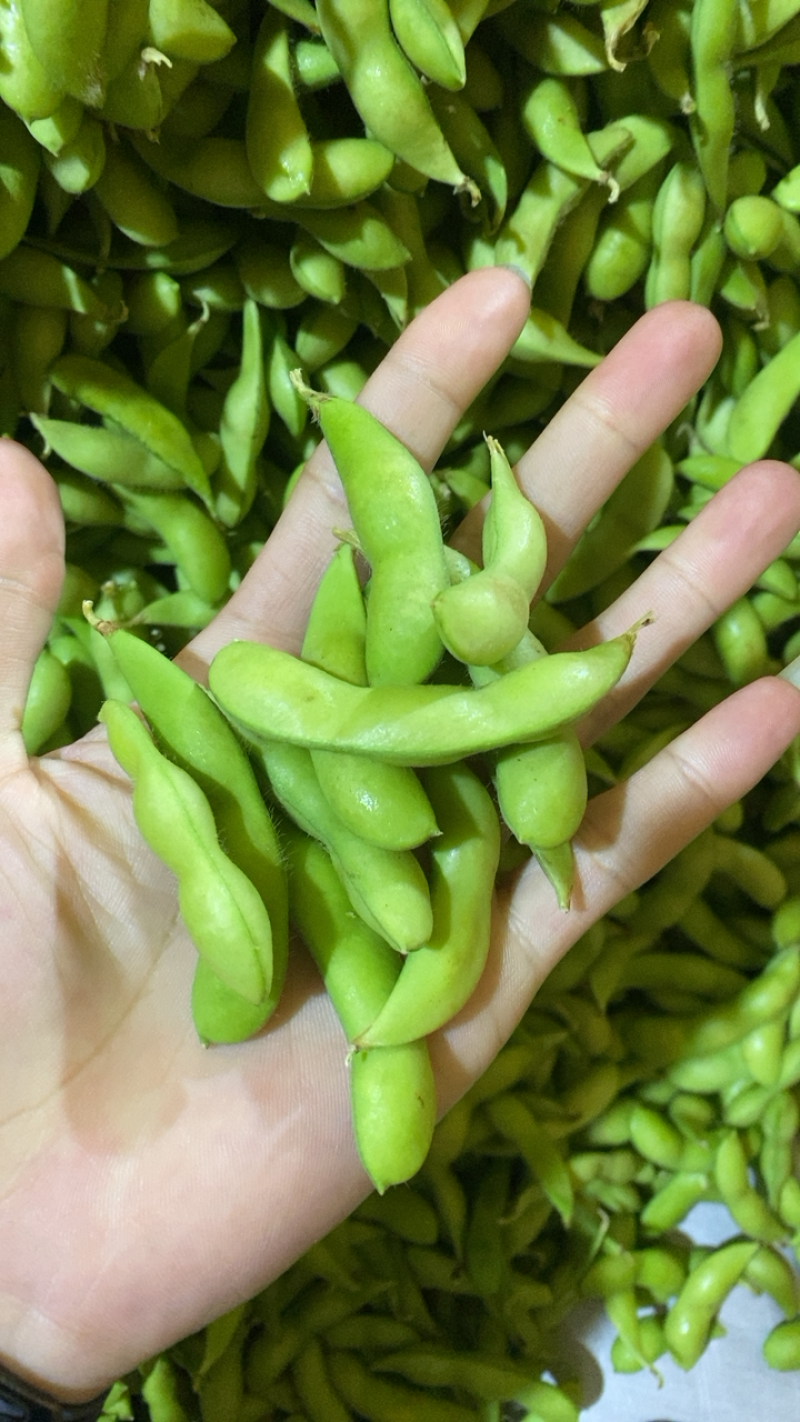 福建翠绿宝、64、毛豆籽粒饱满虫害少货源充足