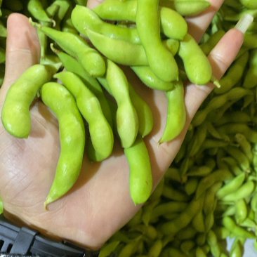 福建翠绿宝、64、毛豆籽粒饱满虫害少货源充足