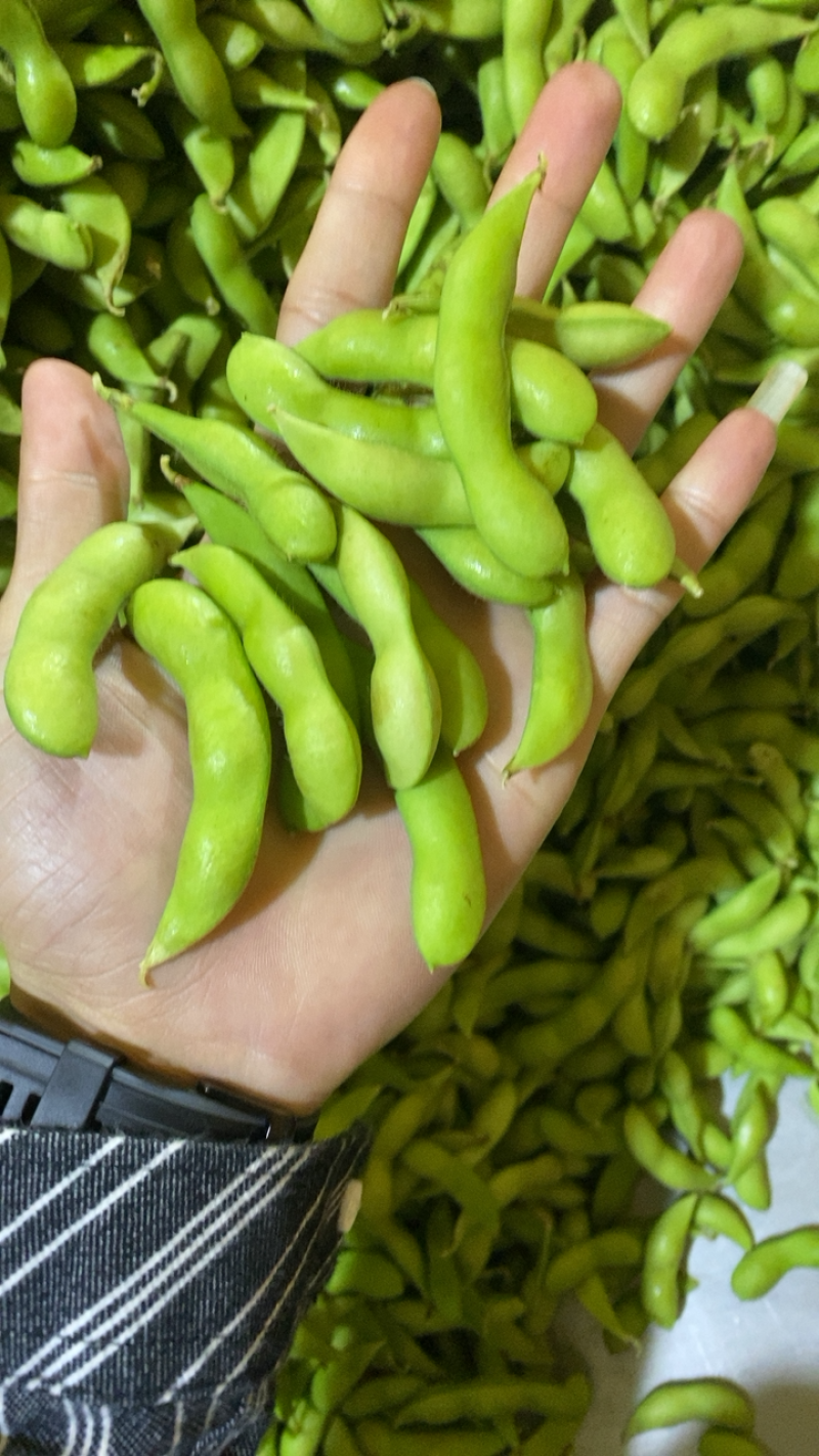 福建翠绿宝、64、毛豆籽粒饱满虫害少货源充足
