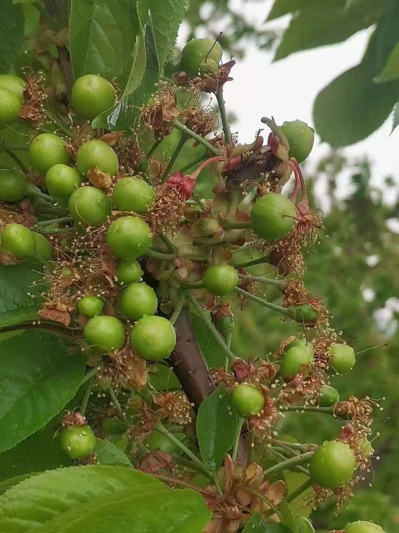 露天樱桃