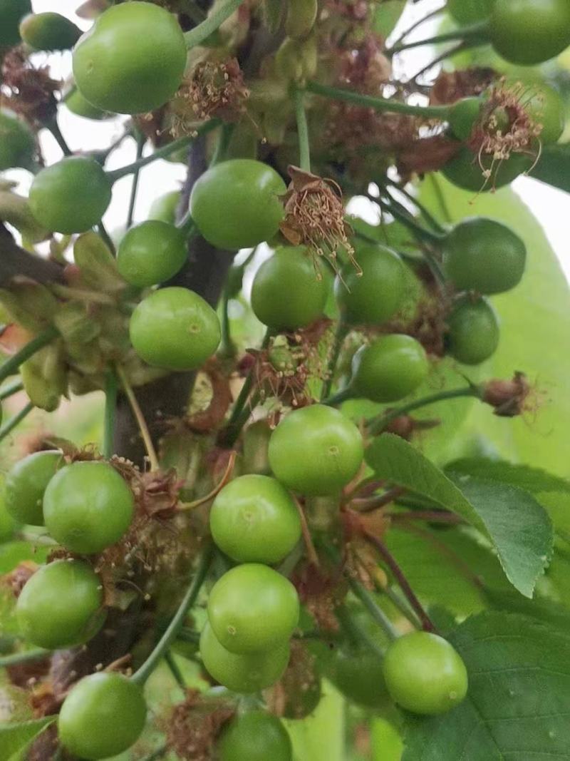 露天樱桃