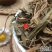 云南中药材吉祥草，玉袋草观音草小叶万年青。