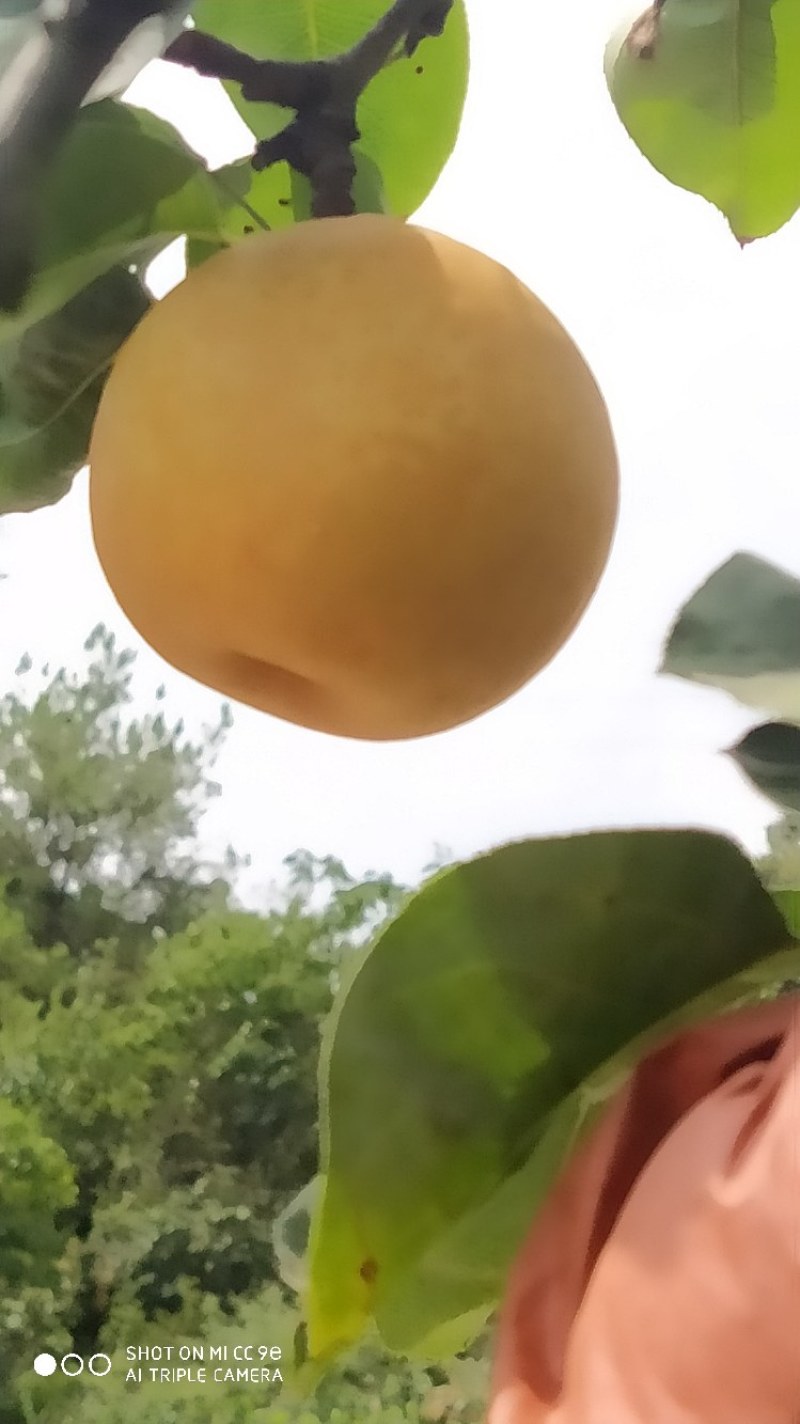 黄金奈李恐龙蛋