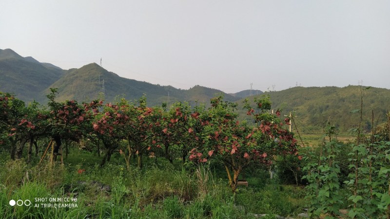 黄金奈李恐龙蛋
