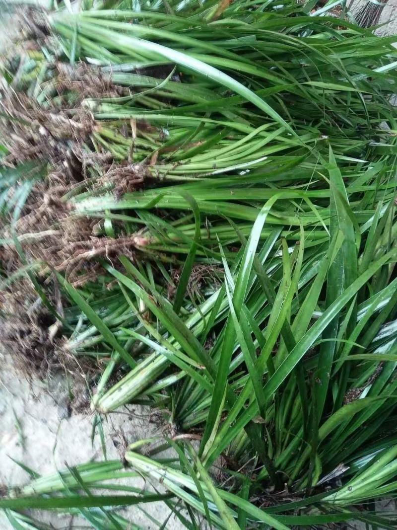 石菖蒲苗0.25元一棵