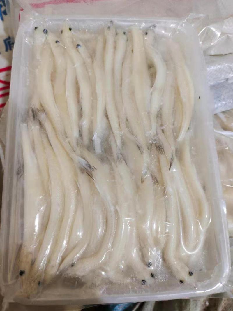 8—10cm的淡水大银鱼