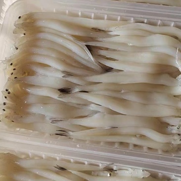 8—10cm的淡水大银鱼