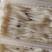 8—10cm的淡水大银鱼