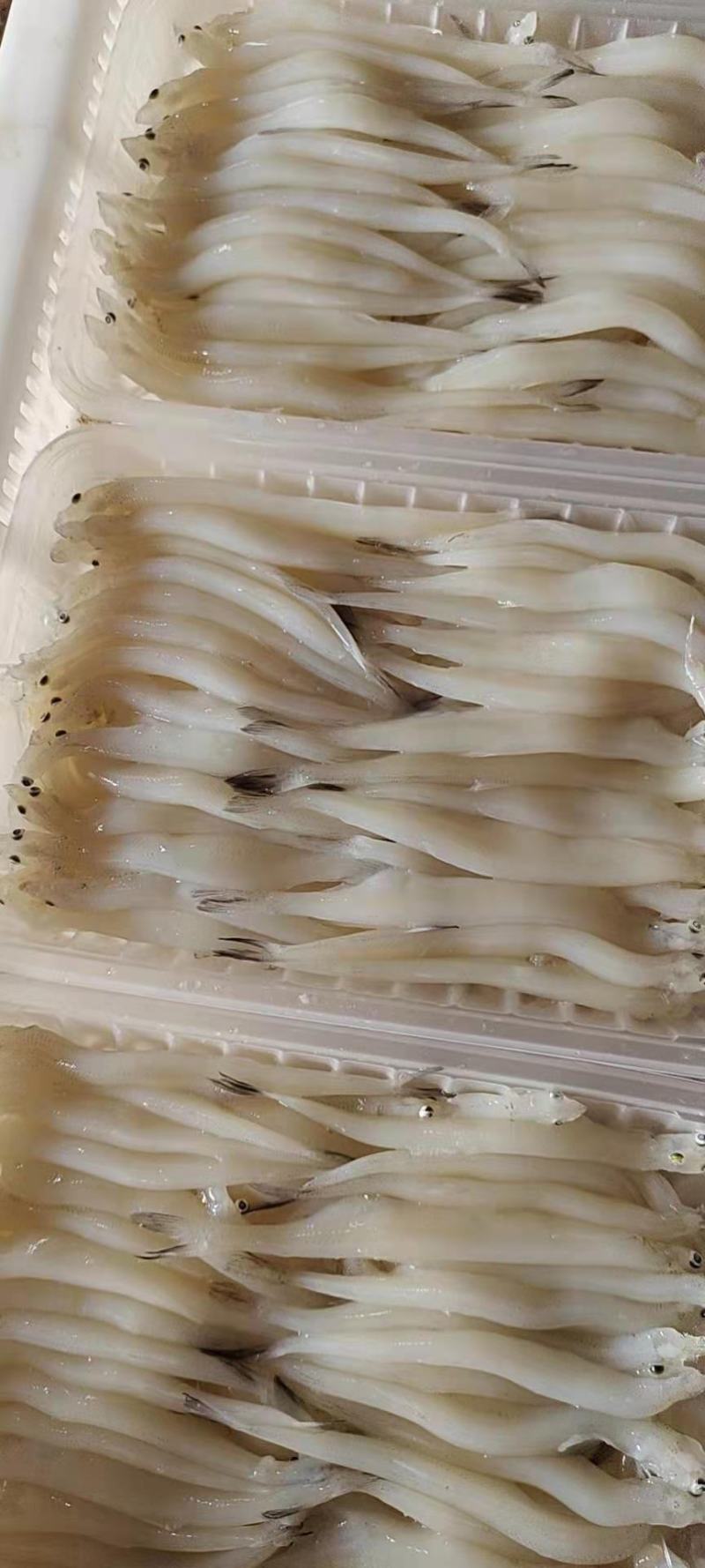8—10cm的淡水大银鱼