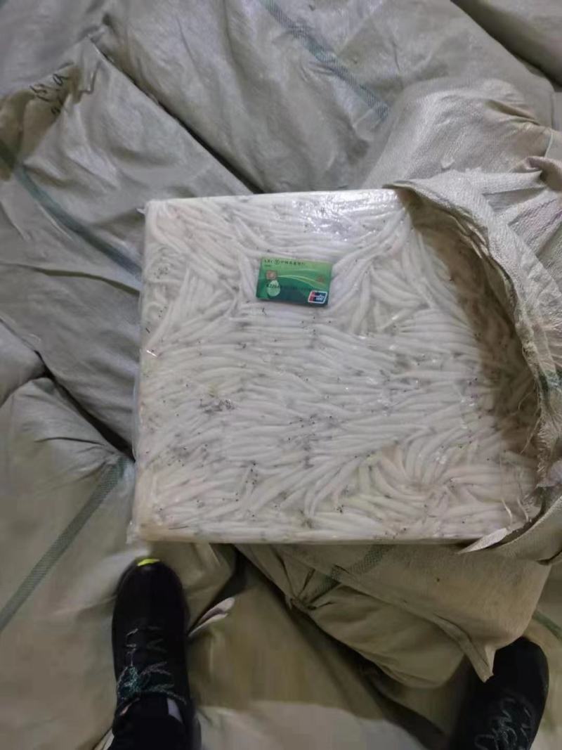 8—10cm的淡水大银鱼