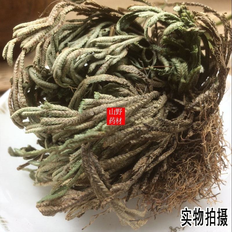 云南中药材卷柏，九死还魂草。