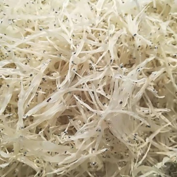 水产干货3—5cm的淡水银鱼干