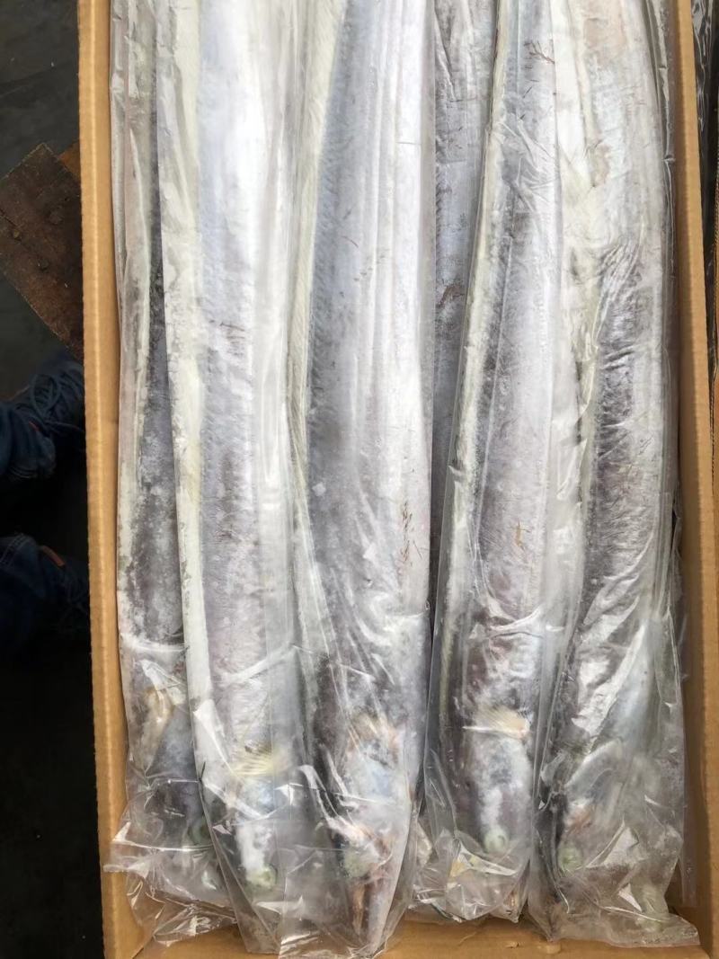 带鱼批发刀鱼批发水产海鲜冻品批发一手货源