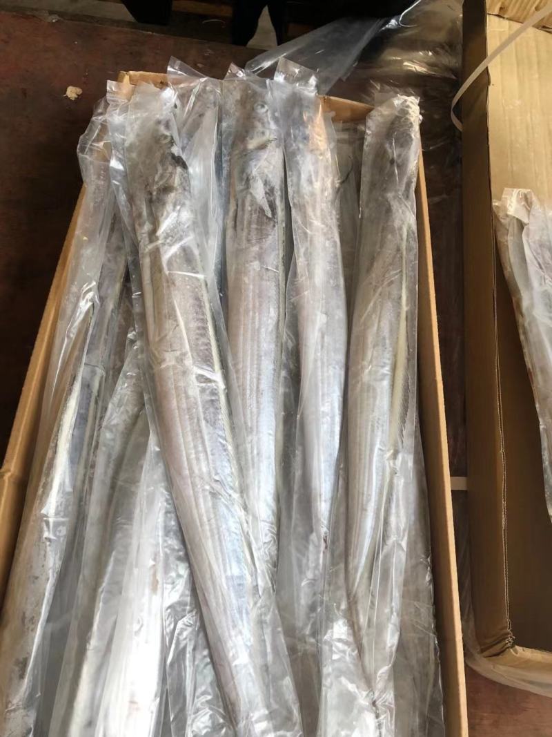 带鱼批发刀鱼批发水产海鲜冻品批发一手货源