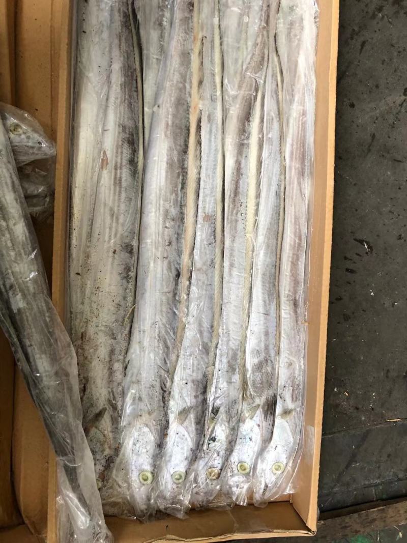 带鱼批发刀鱼批发水产海鲜冻品批发一手货源