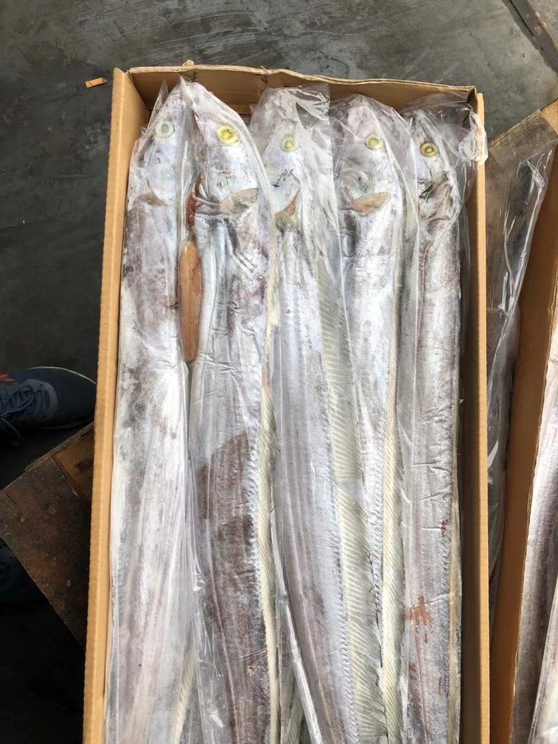带鱼批发刀鱼批发水产海鲜冻品批发一手货源