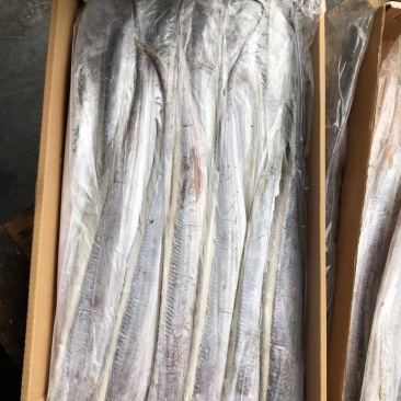带鱼批发刀鱼批发水产海鲜冻品批发一手货源