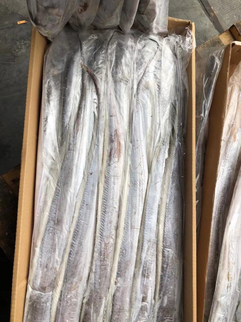带鱼批发刀鱼批发水产海鲜冻品批发一手货源