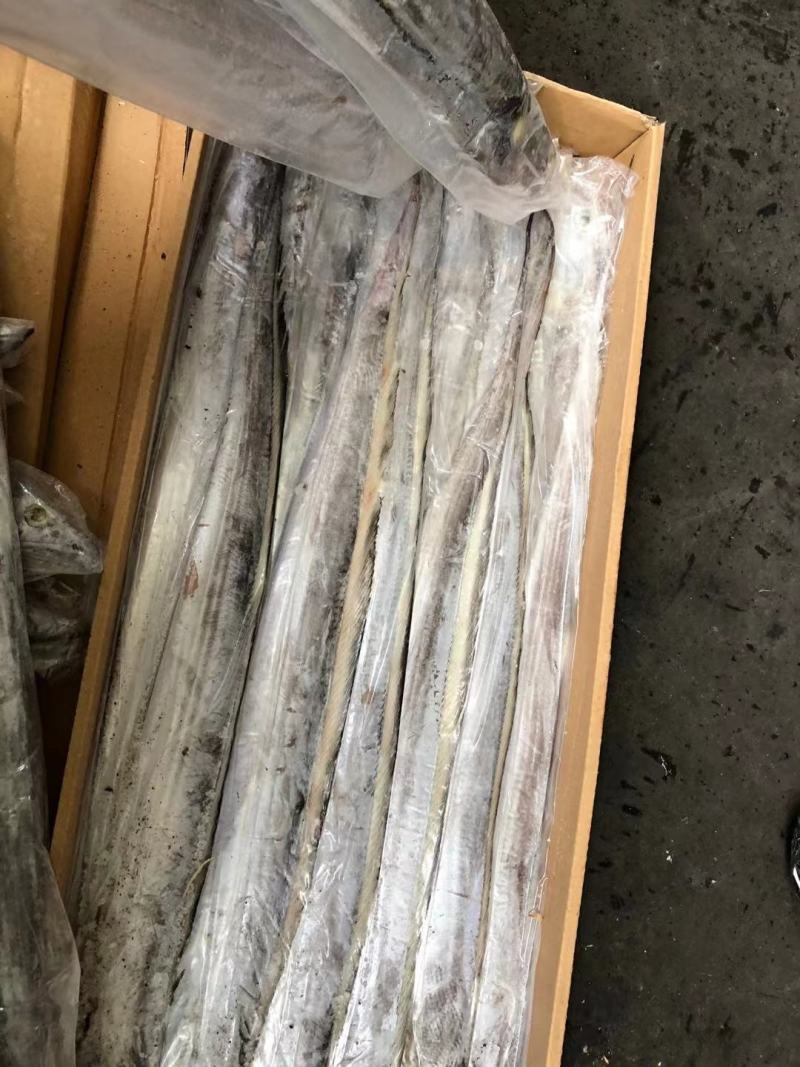 带鱼批发刀鱼批发水产海鲜冻品批发一手货源