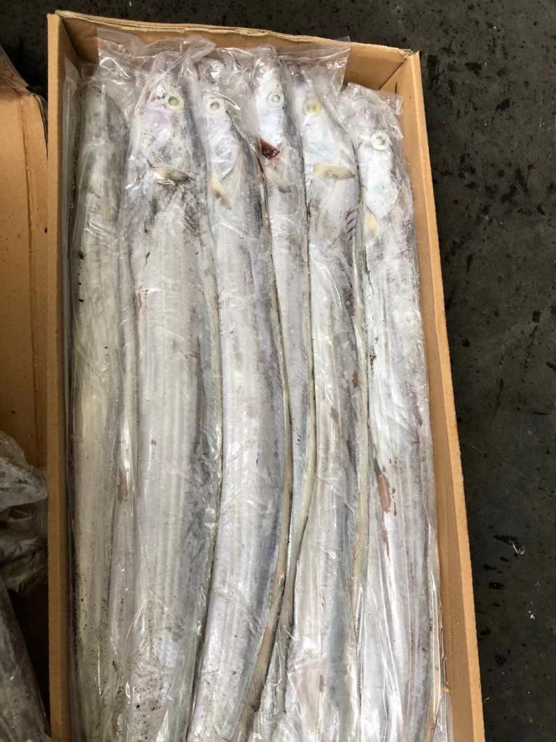 带鱼批发刀鱼批发水产海鲜冻品批发一手货源