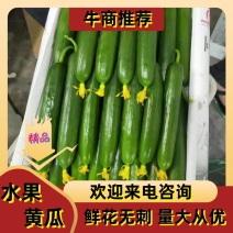 无刺水果黄瓜小乳瓜小青瓜装车批发对接电商团购一件代发