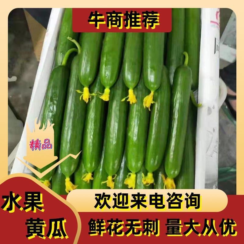 无刺水果黄瓜小乳瓜小青瓜装车批发对接电商团购一件代发