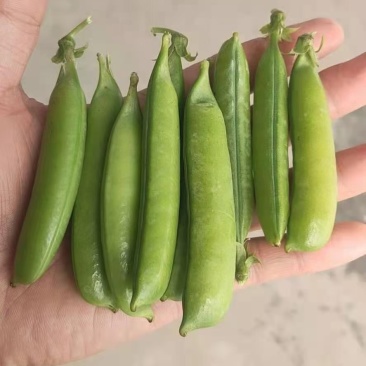 豌豆