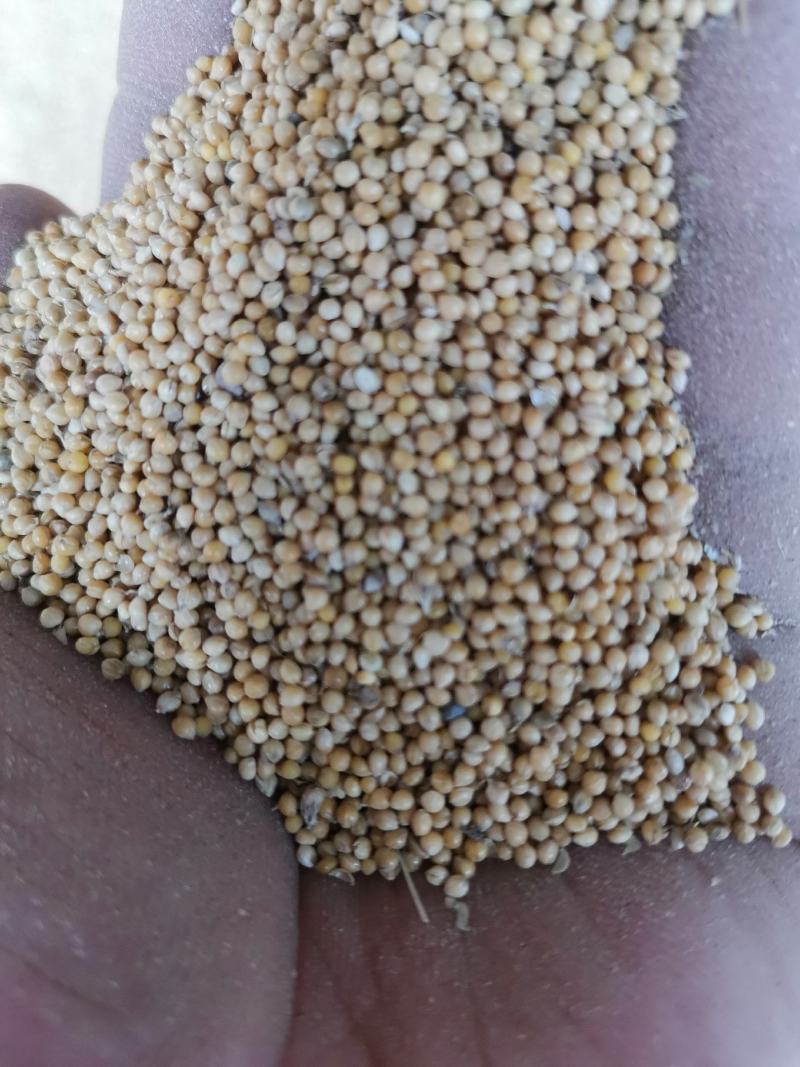 小米糠，各种小米糠均有销售！货源充足，全国发货