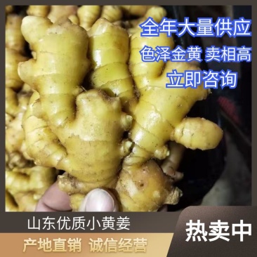 小黄姜山东优质生姜供应基地，常年供应批发零售价格便宜