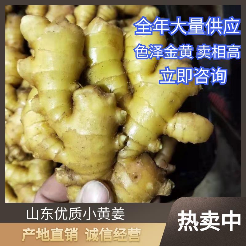 小黄姜山东优质生姜供应基地，常年供应批发零售价格便宜