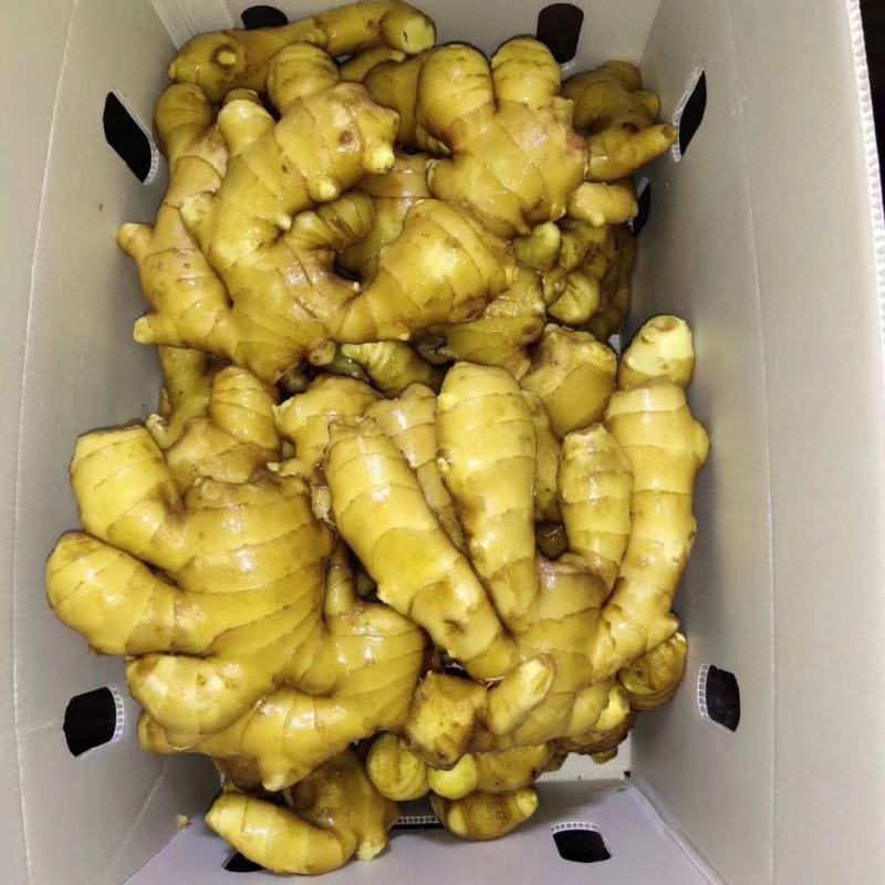 小黄姜山东优质生姜供应基地，常年供应批发零售价格便宜