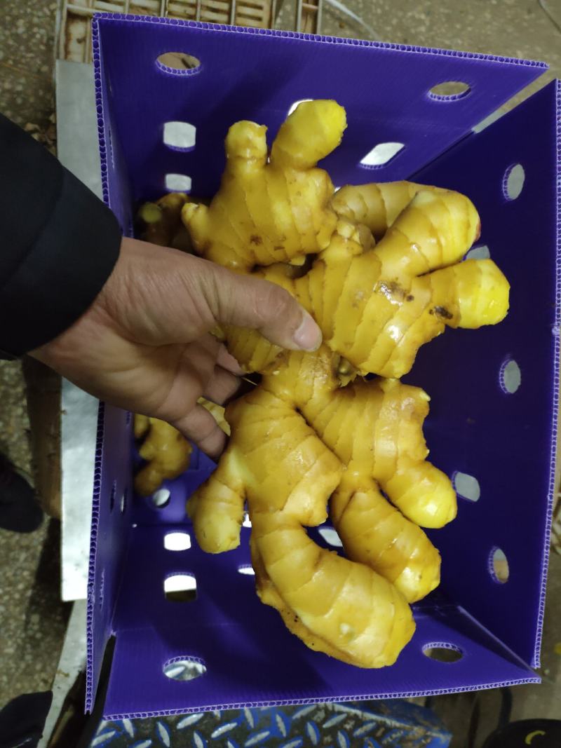 小黄姜山东优质生姜供应基地，常年供应批发零售价格便宜
