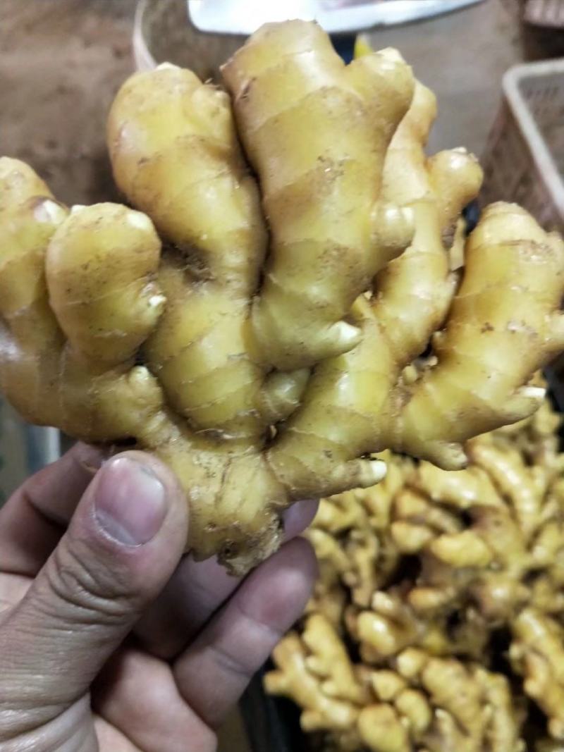 小黄姜山东优质生姜供应基地，常年供应批发零售价格便宜