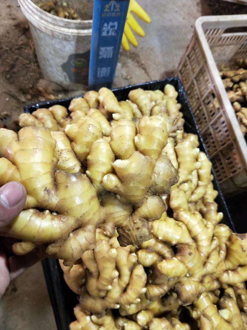 小黄姜山东优质生姜供应基地，常年供应批发零售价格便宜