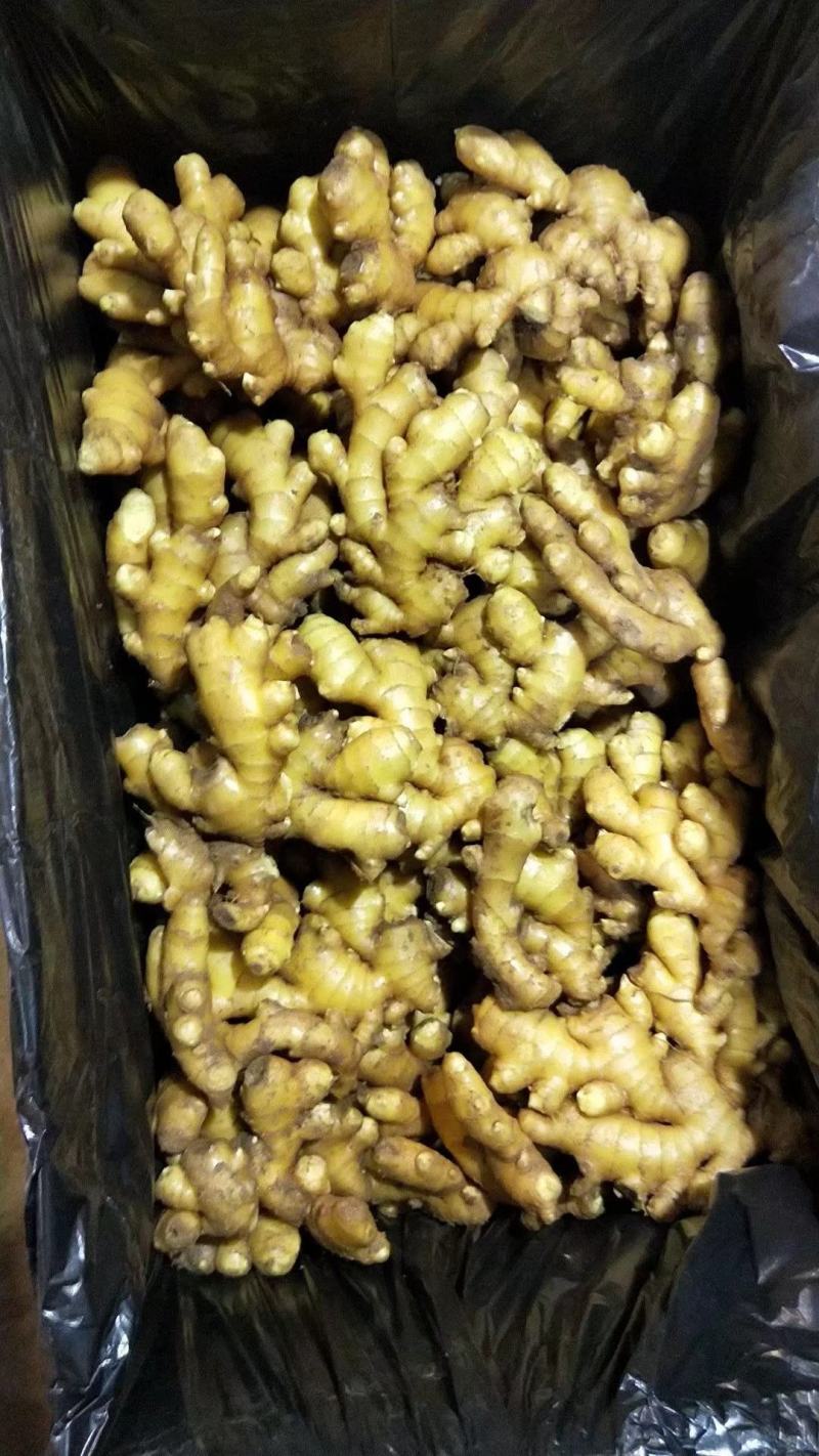 小黄姜山东优质生姜供应基地，常年供应批发零售价格便宜