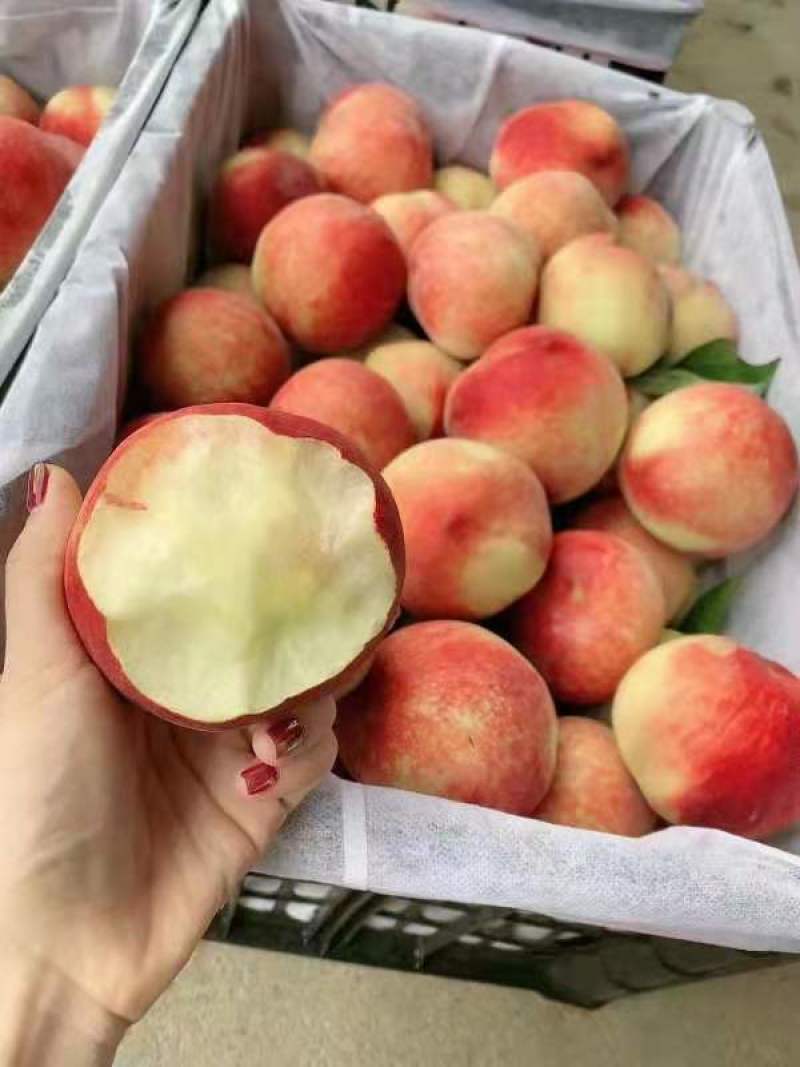 【精品】湖北襄阳毛桃批发，对接全国，保质保量，对接电商