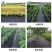 防草布除草布农用果树果园大棚可抗老化耐用渗水保湿黑色地膜