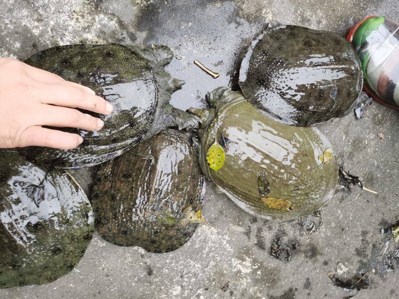 甲鱼苗，中华甲鱼苗各种品种及各规格，质量好成活率高