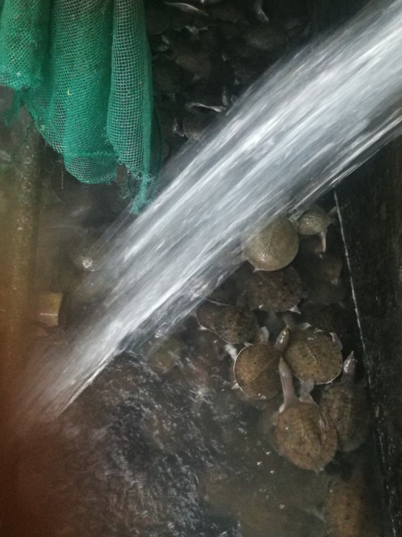 甲鱼苗，中华甲鱼苗各种品种及各规格，质量好成活率高