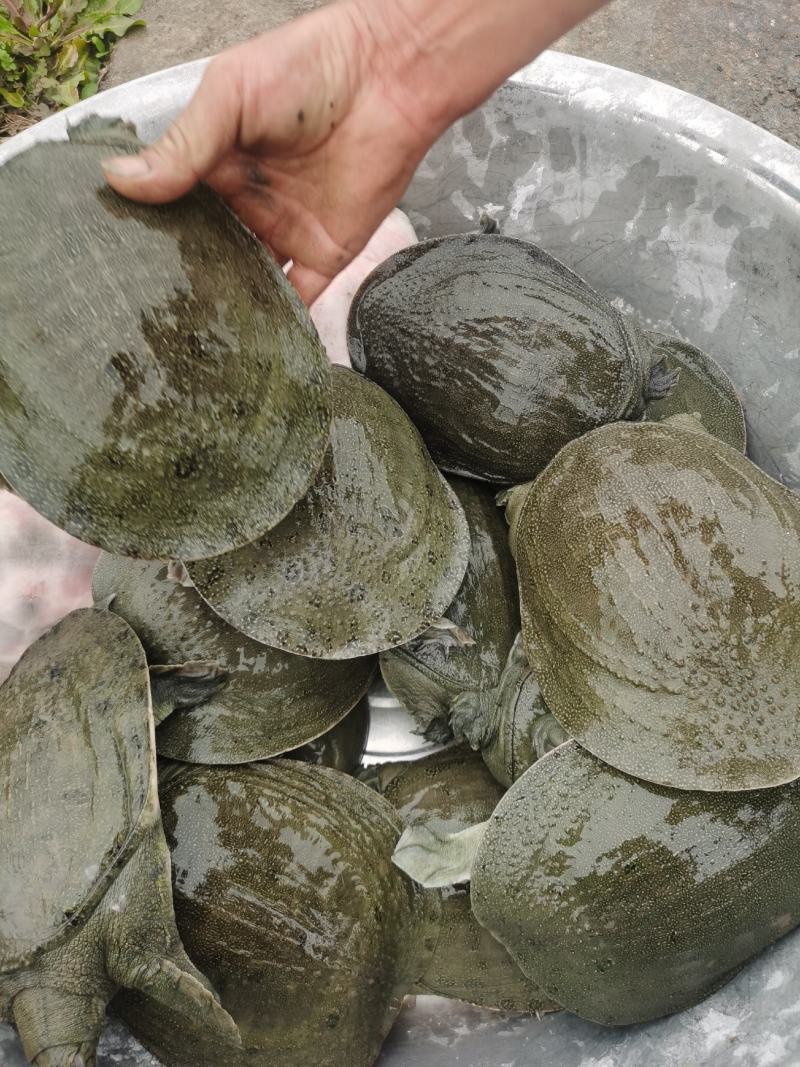 甲鱼苗，中华甲鱼苗各种品种及各规格，质量好成活率高