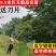 进口高枝剪刀高空剪枝剪园林粗枝剪伸缩杆修剪果树修枝高包邮