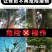进口高枝剪刀高空剪枝剪园林粗枝剪伸缩杆修剪果树修枝高包邮