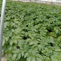 土豆个头大形好，六两以上百分之七十。大量上市中。