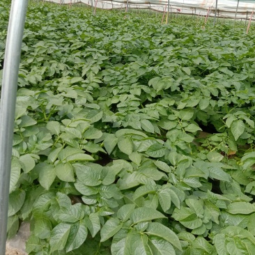 土豆个头大形好，六两以上百分之七十。大量上市中。