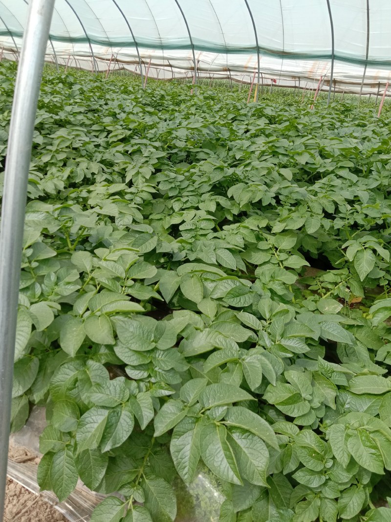 土豆个头大形好，六两以上百分之七十。大量上市中。
