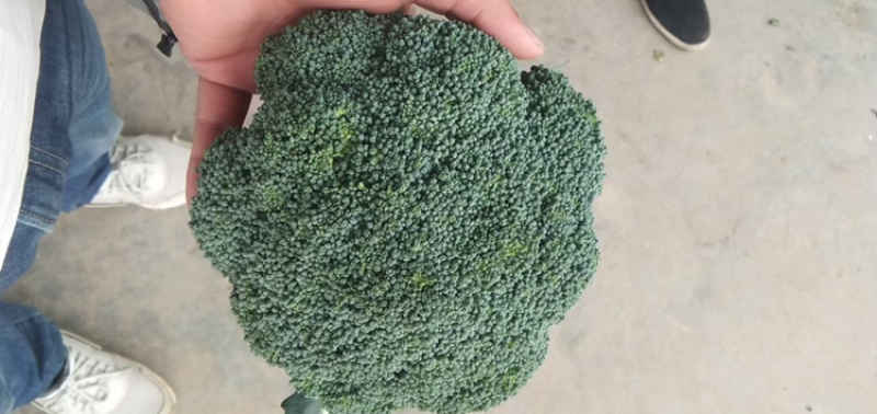 陕西精品蔬菜上市了，价格合适