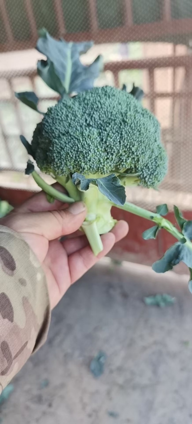 陕西精品蔬菜上市了，价格合适