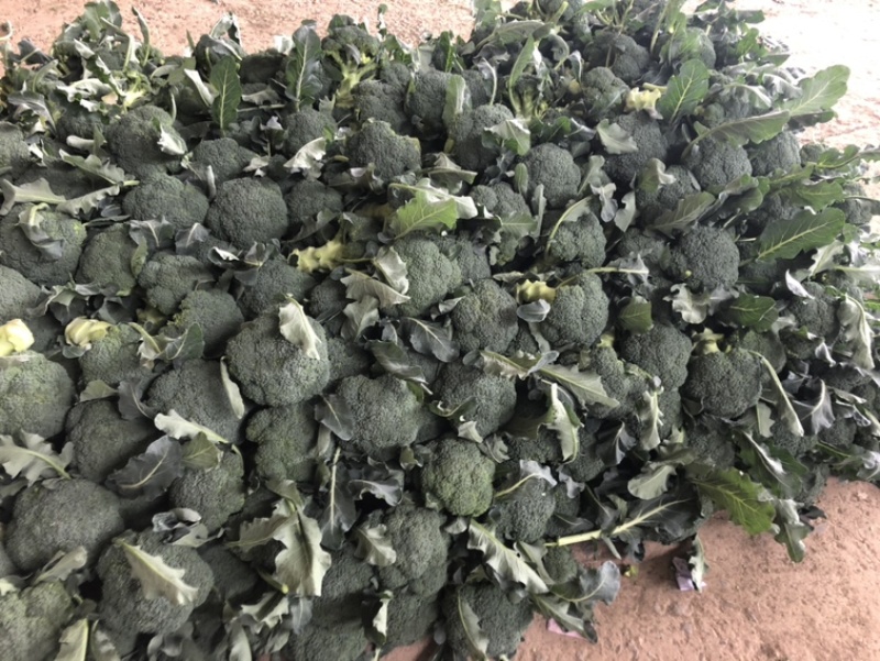 陕西精品蔬菜上市了，价格合适
