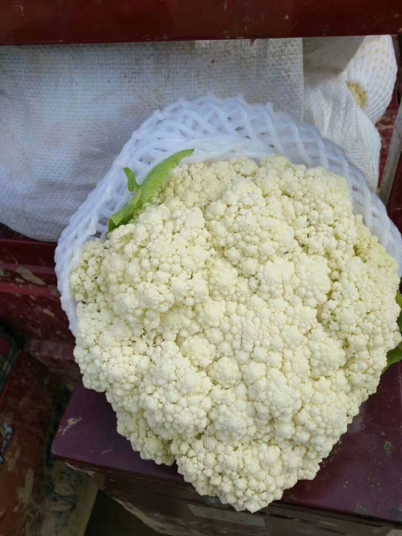 陕西精品蔬菜上市了，价格合适